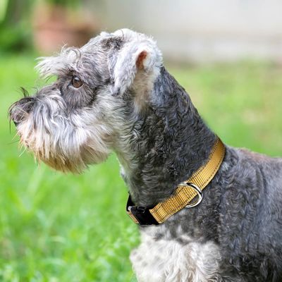 Logotipo personalizado Colarinho de Neoprene macio respirável e confortável para cães ativos