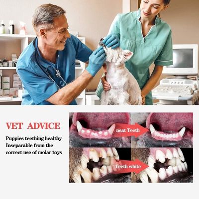 Não tóxico Amigável ao ambiente Cão de estimação barulhento Interativo brinquedo de mastigação para limpeza de dentes