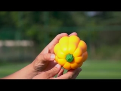 TPR Pumpkin Ball Shake faz risos Interativo brinquedo de cachorro para pastoreio e treinamento